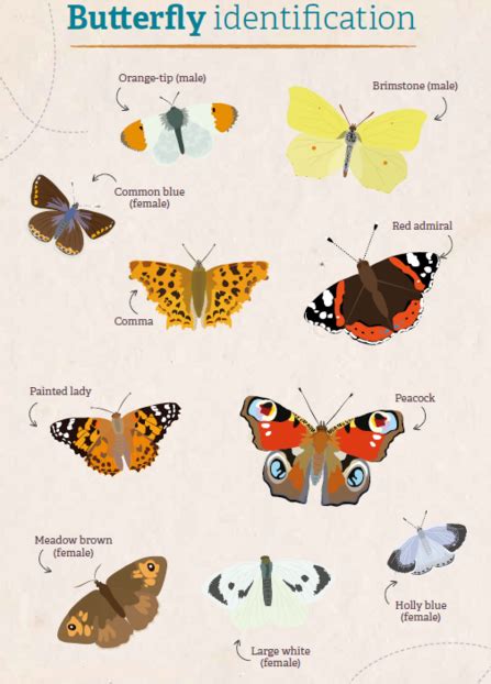 most common british butterflies.